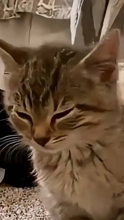 ai character: Jelly♥️ background