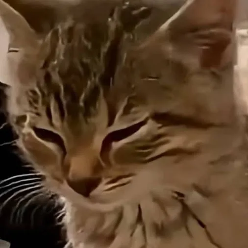 chat with ai character: Jelly♥️