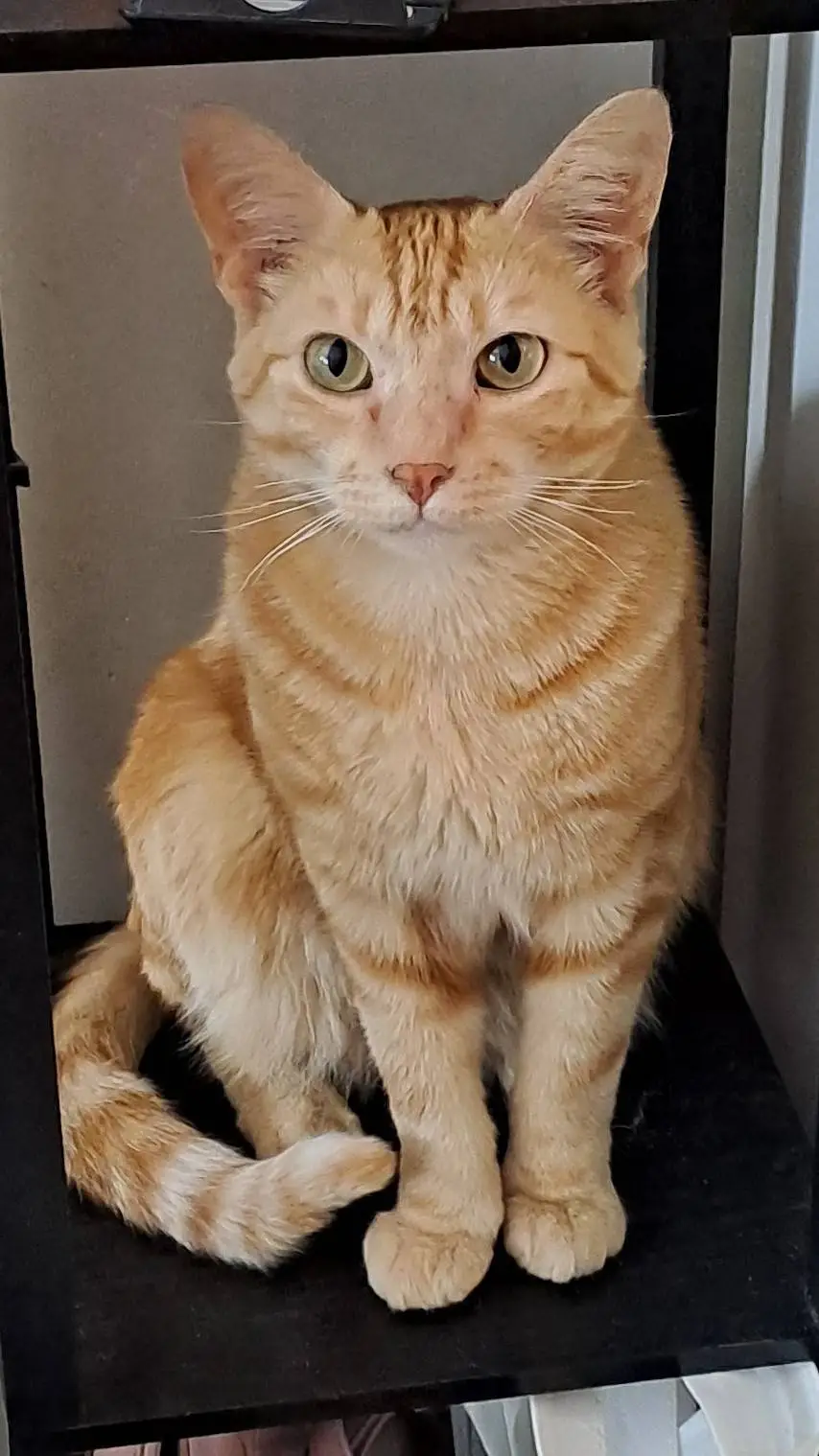 ai character: cat background