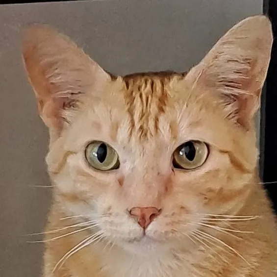 chat with ai character: cat