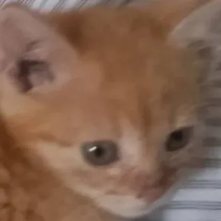 chat with ai character: kitty