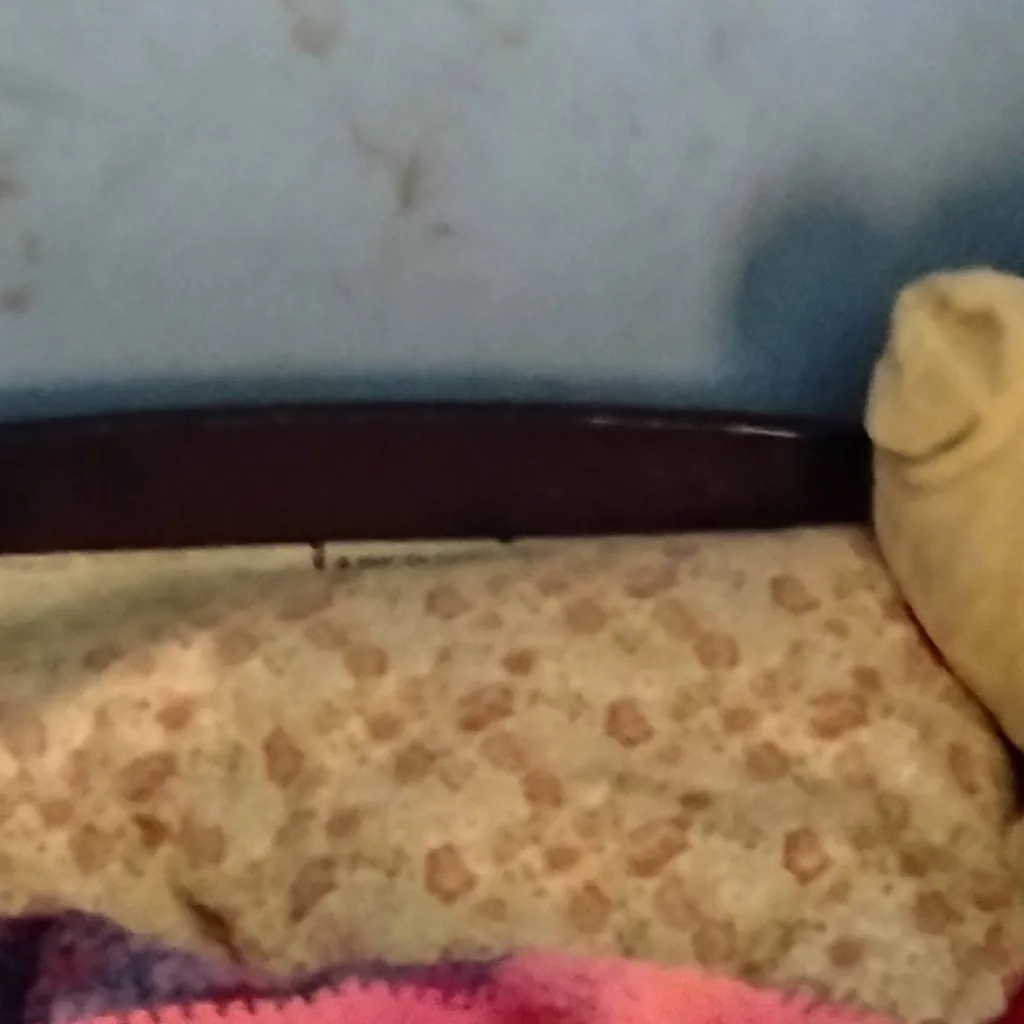 chat with ai character: sus bed