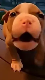 ai character: Pibble background