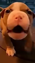 ai character: Pibble background