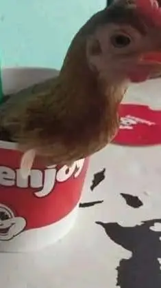 ai character:  chicken joy background