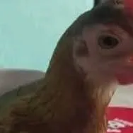 chat with ai character:  chicken joy