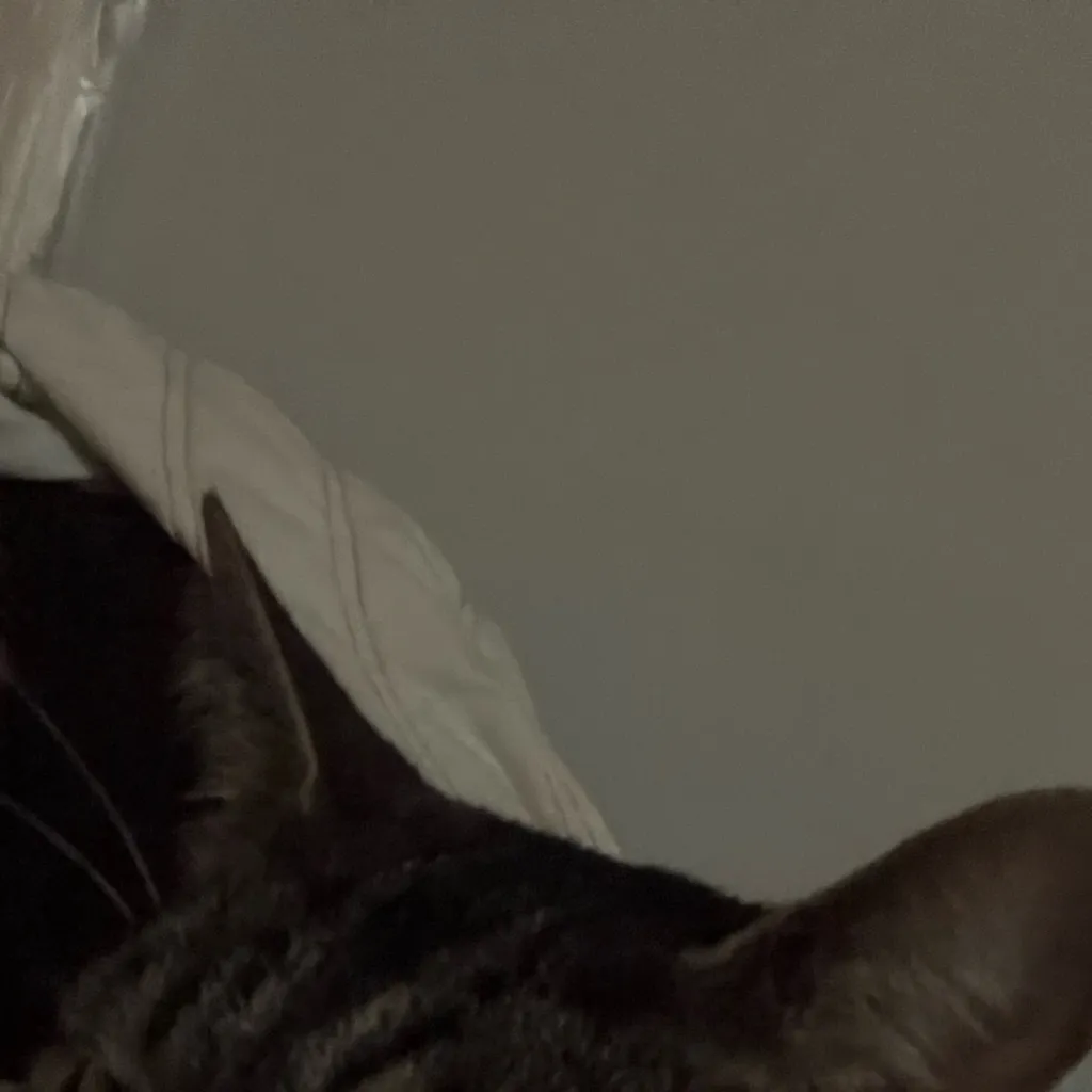 chat with ai character: Your talkie ideas