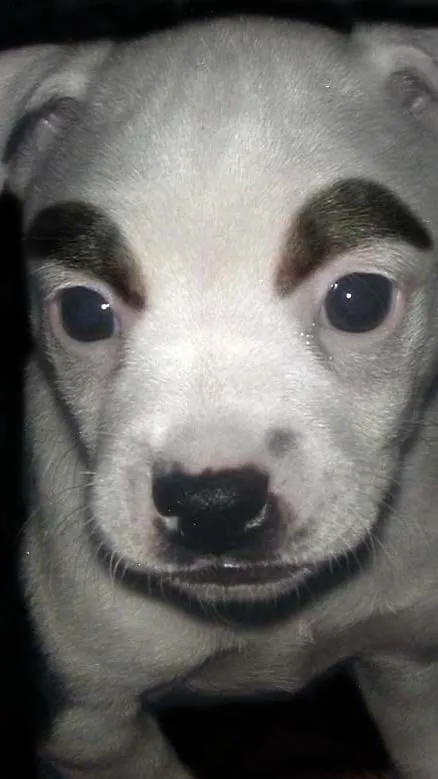 ai character: Dog background