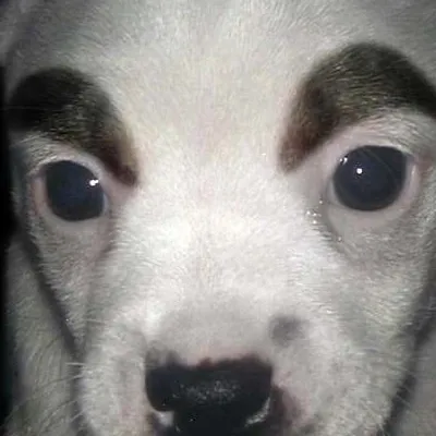 chat with ai character: Dog