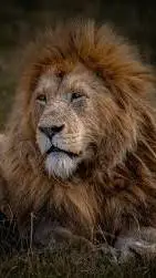 ai character: mufasa  background