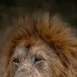 chat with ai character: mufasa 