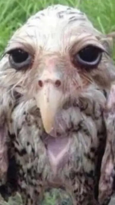 Talkie AI - Chat with lamar the wet owl
