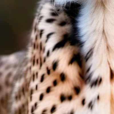 chat with ai character: Cheetah life 