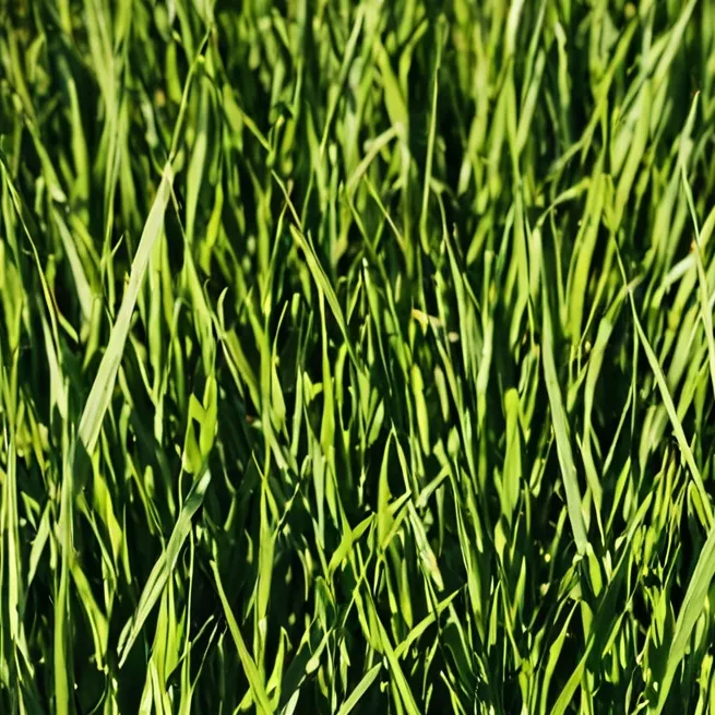 chat with ai character: Roasty Grass