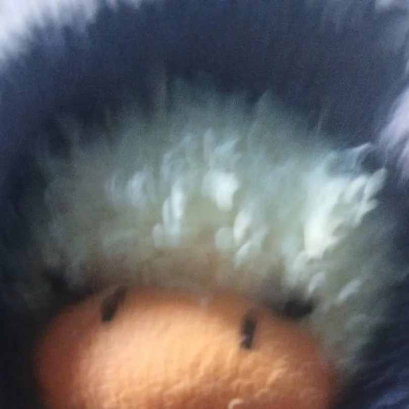 chat with ai character: The duck