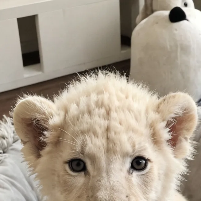 chat with ai character: Pet lion]