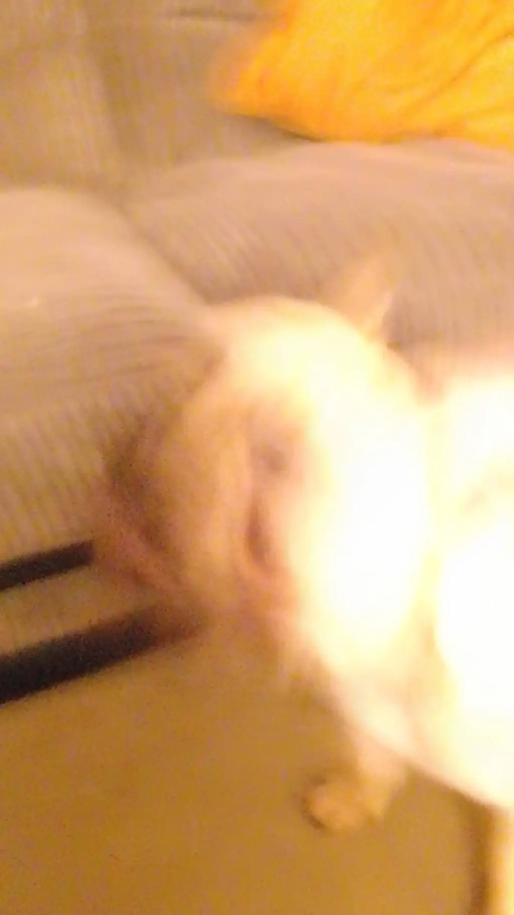 ai character: ascend peanut background