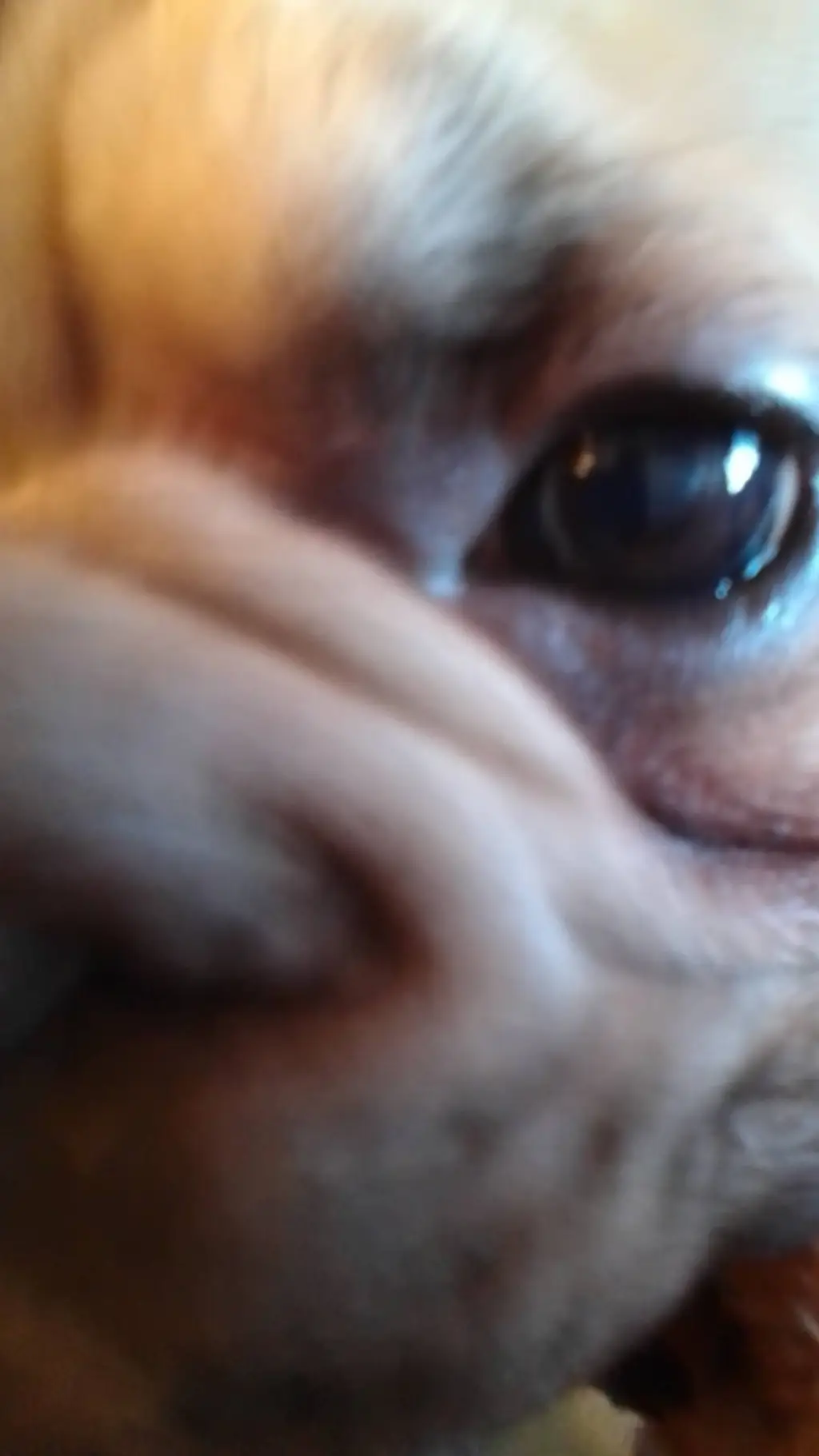 ai character: peanut detecter background