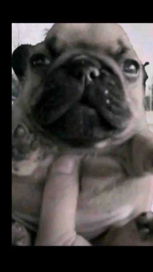 ai character: pibble background