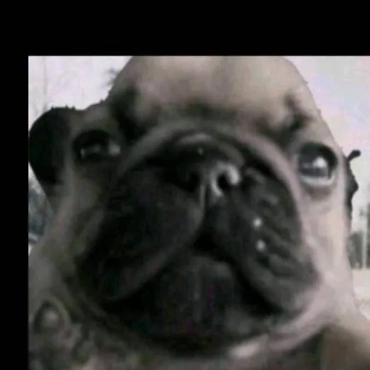 chat with ai character: pibble