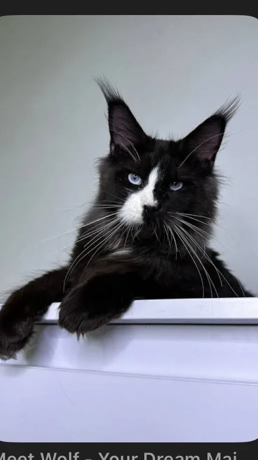 ai character: Midnight background