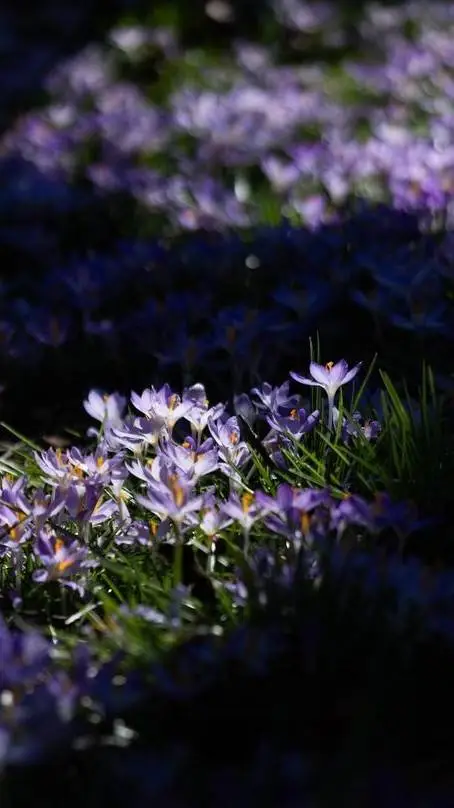 ai character: Crocus (Greek myth background
