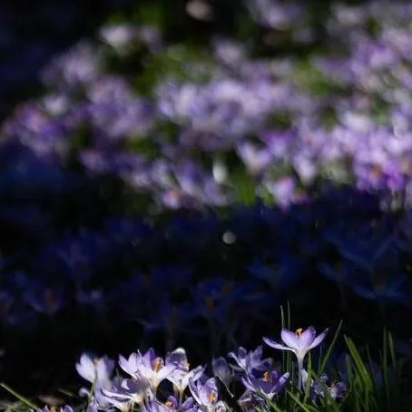 chat with ai character: Crocus (Greek myth