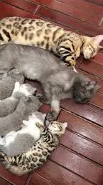 ai character: Cat family background