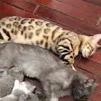chat with ai character: Cat family