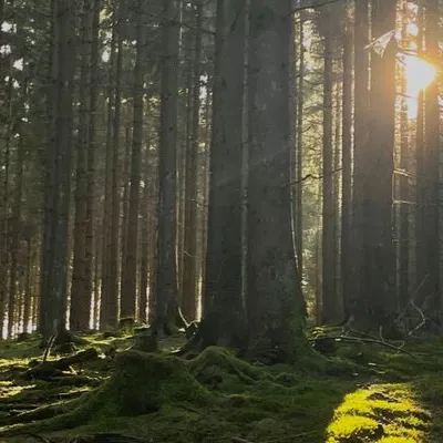 chat with ai character: Yaelokre Ocs! 