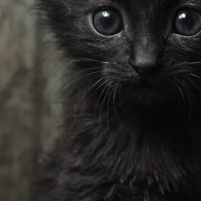 chat with ai character: Halloween kitten