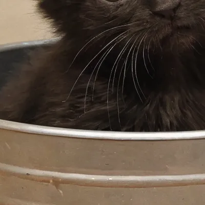 chat with ai character: Candy cat