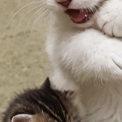 chat with ai character: Weird kitten 