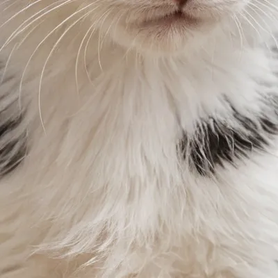 chat with ai character: Luna 