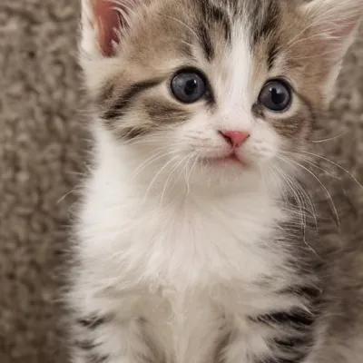 chat with ai character: Sofa kit 