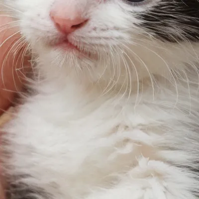 chat with ai character: Coco 