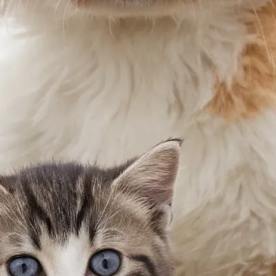 chat with ai character: Best friends 2 