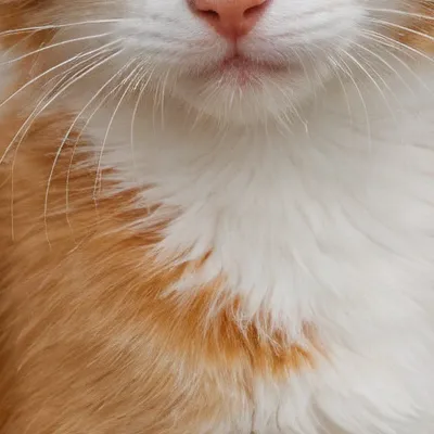 chat with ai character: Stupid kitten 2 