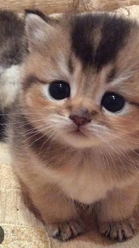 ai character: Talk to me!✨️ background