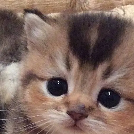 chat with ai character: Talk to me!✨️