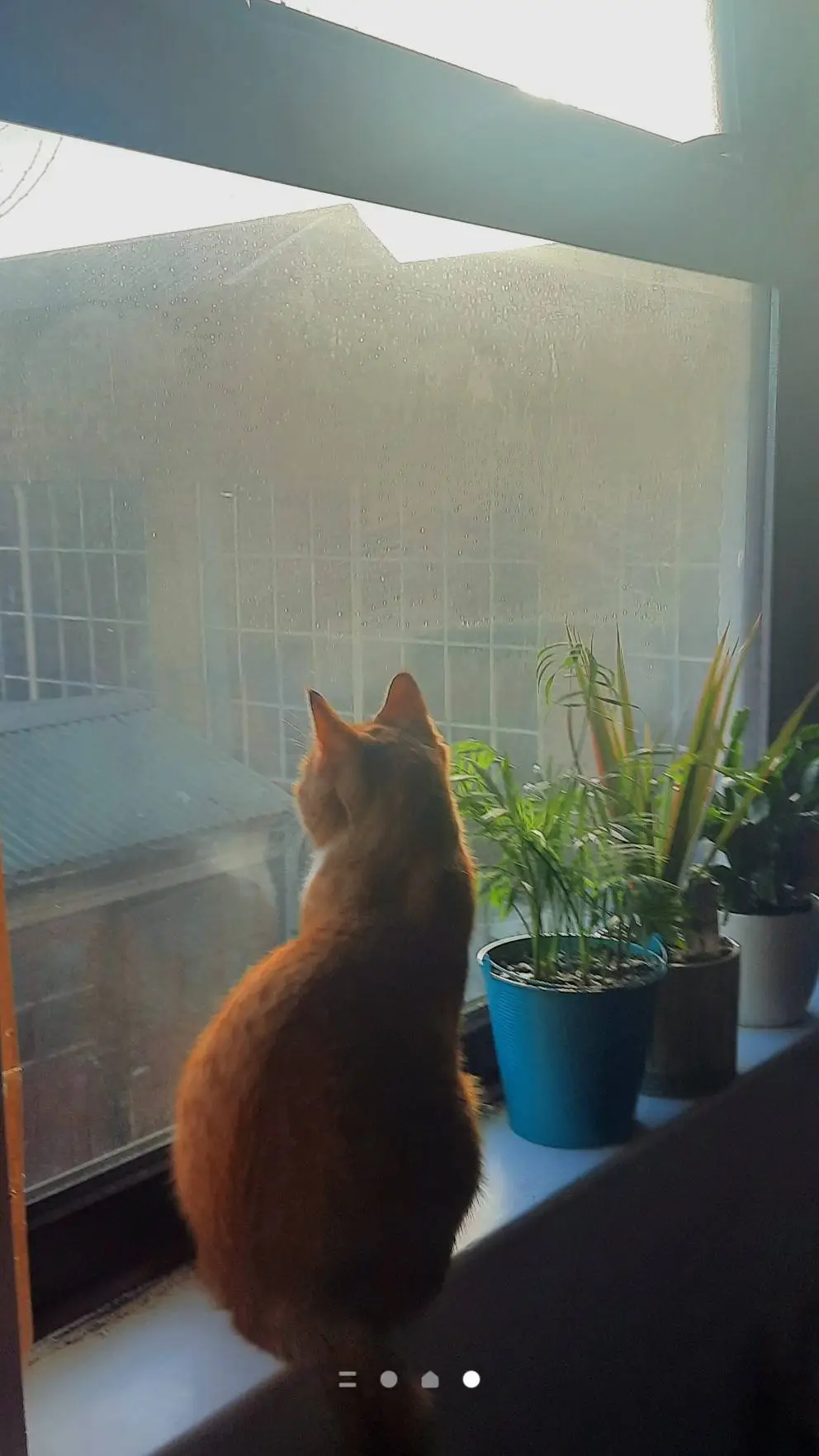 ai character: talk to my cat!🍪 background