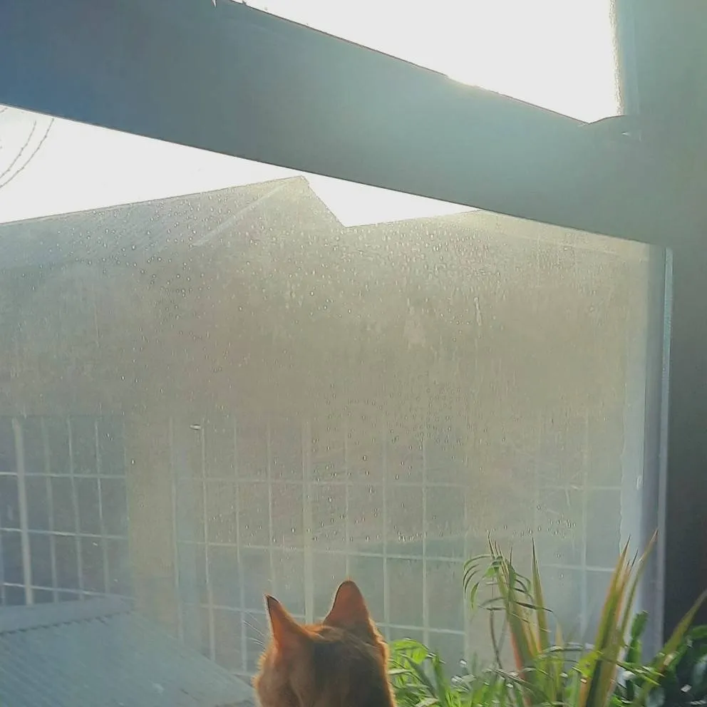 chat with ai character: talk to my cat!🍪