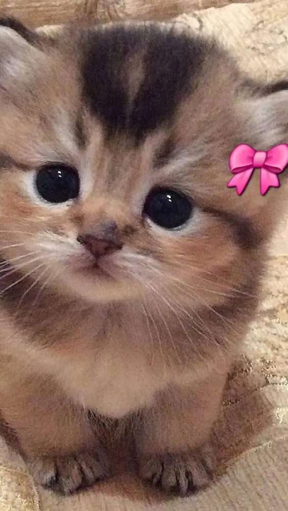 ai character: ..? background