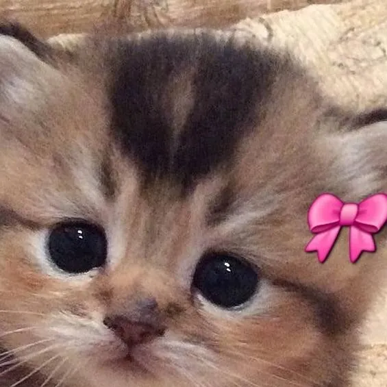 chat with ai character: ..?