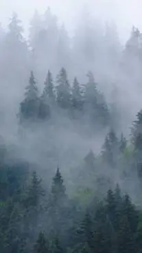 ai character: °{Wooden Claws}° background