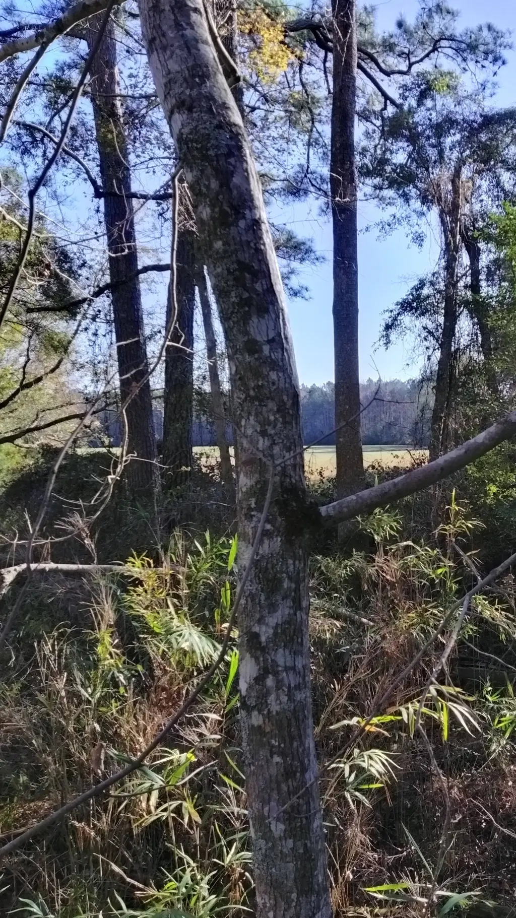 ai character: ′¶Skulked RD.¶′ background