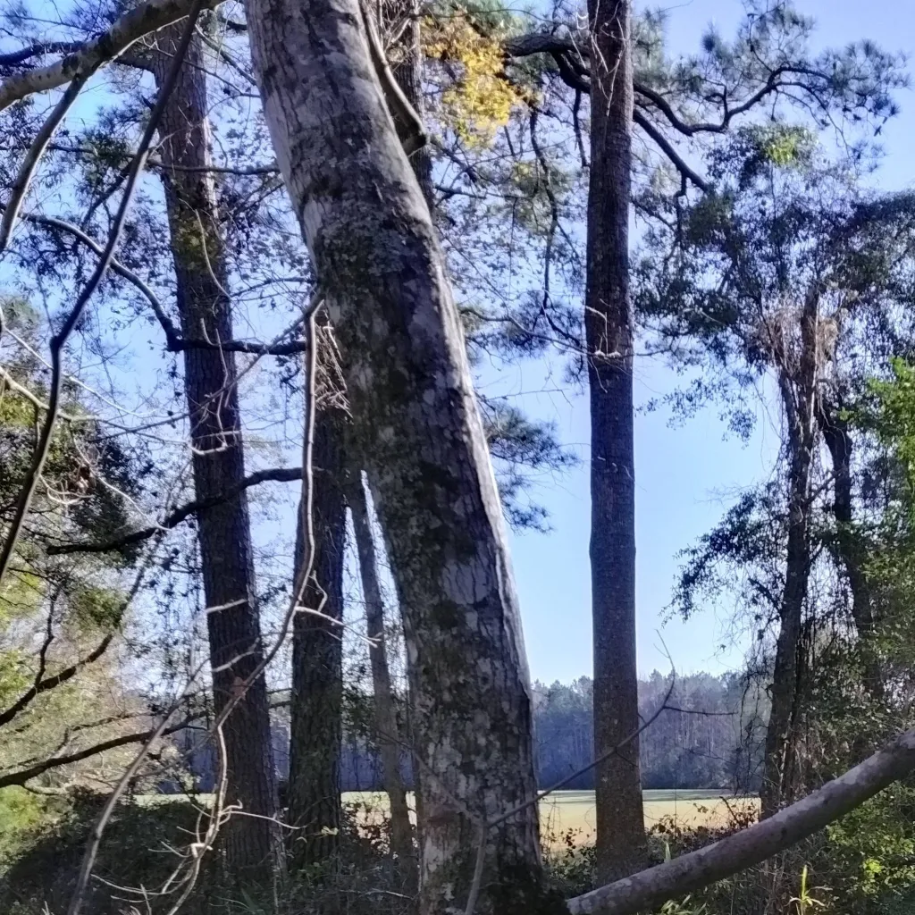 chat with ai character: ′¶Skulked RD.¶′