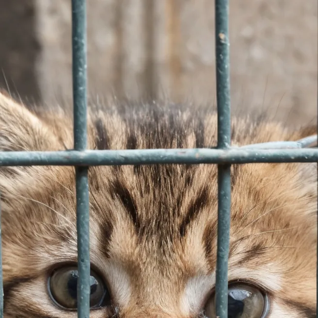 chat with ai character: Aggresive kitten