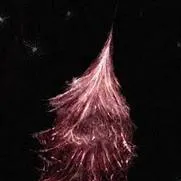 chat with ai character: Spine Cones