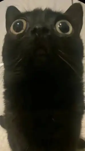 ai character: cat background